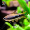 Cá Neon Hoàng Đế Cối
