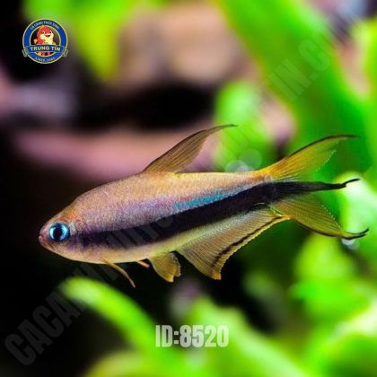 Cá Neon Hoàng Đế Cối