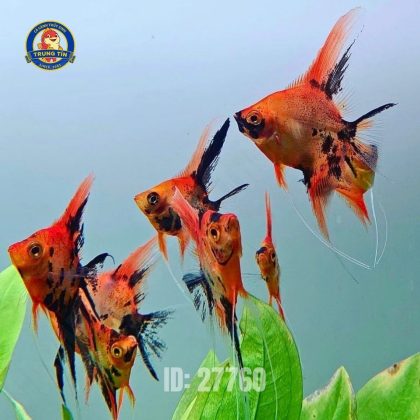 Ông Tiên Red Devil- Cá ông tiên Koi albino (4-5cm - 2 ngón)