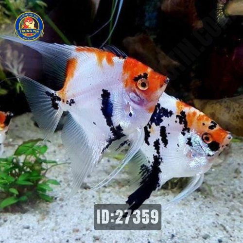 Cá thần tiên ba màu lớn (4-5cm - 2 ngón)