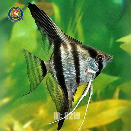 Ông Tiên - Lớn (4-5cm - 2 ngón)