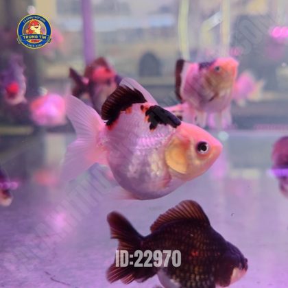 Cá Oranda Tricolor