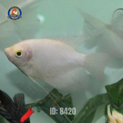 PHÁT TÀI NHỎ