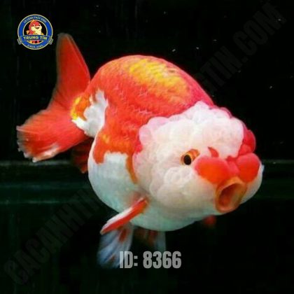 RANCHU ĐẠI