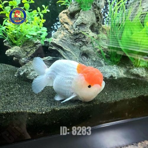 Cá ranchu mini