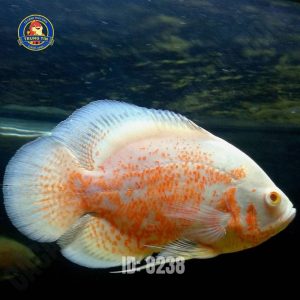 TAI TƯỢNG CHÂU PHI VANG LỚN 400.000