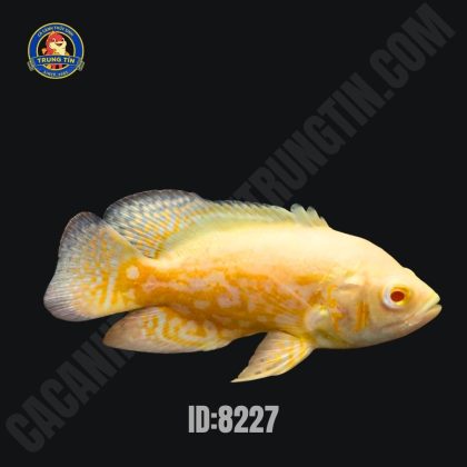 Cá Tai Tượng Vàng
