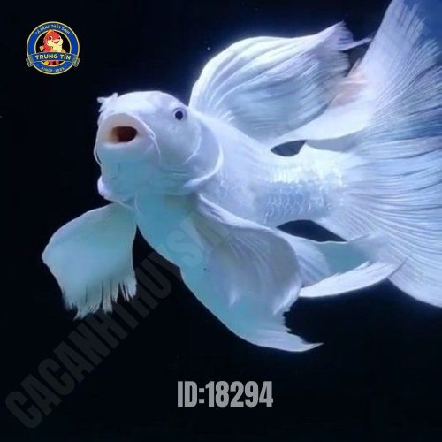 CHép Sư Tử trắng lớn 2.500.000