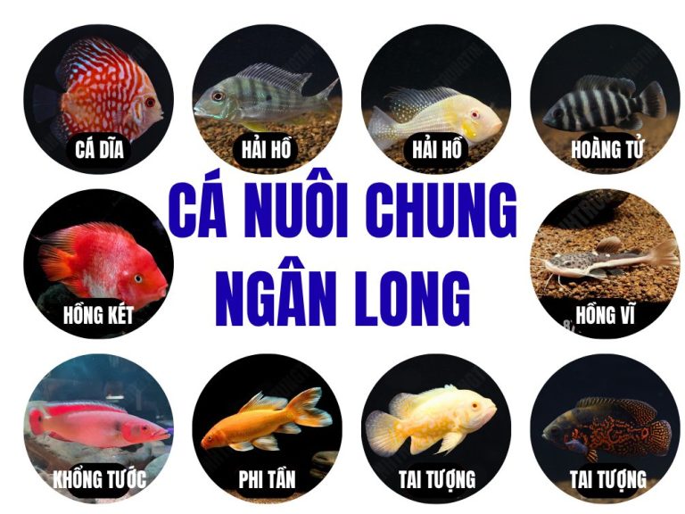 Cá ngân long nuôi chung cá gì 1
