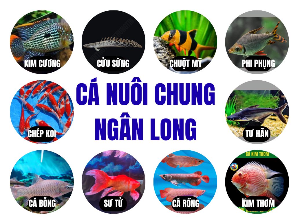 Cá ngân long nuôi chung cá gì 2 (1)
