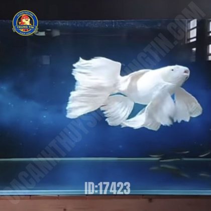 Cá Chép Sư Tử Trắng Max Size