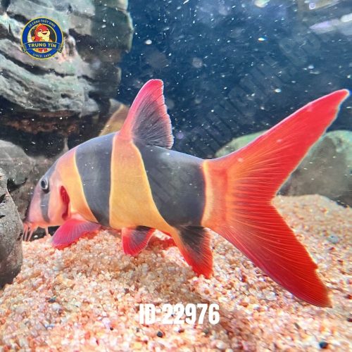 Chuột mỹ cối 28-30cm - Con