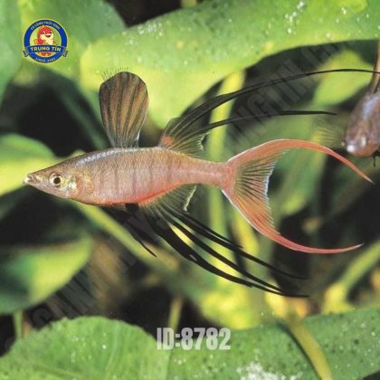 Cầu vồng vây dài