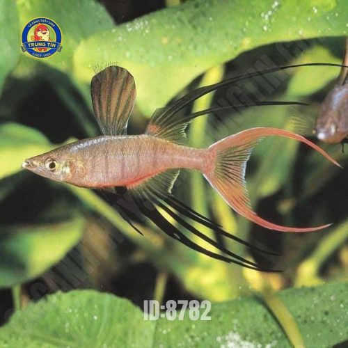 Cầu vồng vây dài