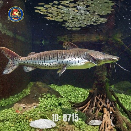 Hồng Vỹ Tiger lớn ( Trê cọp )