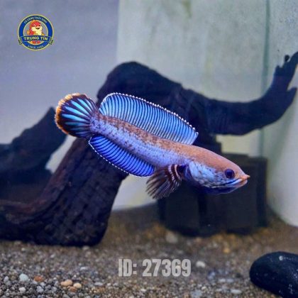 Cá Lóc Cầu vồng Andrao 5-6cm