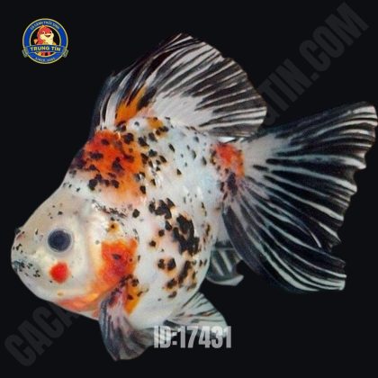 Cá Ba đuôi Oranda Demikin