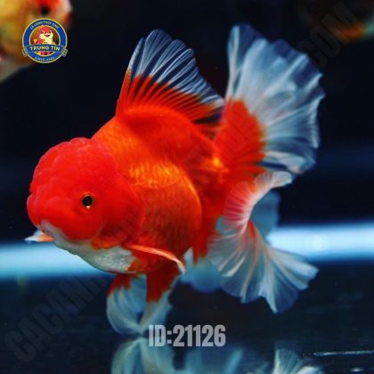 Oranda tricolour nhập đuôi lụa