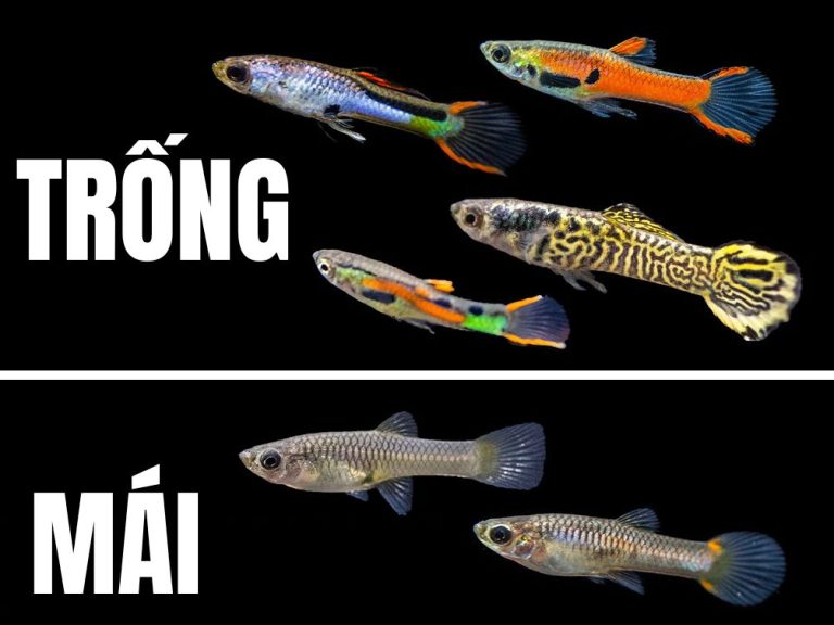 Cách nhận biết cá bảy màu rừng trống mái