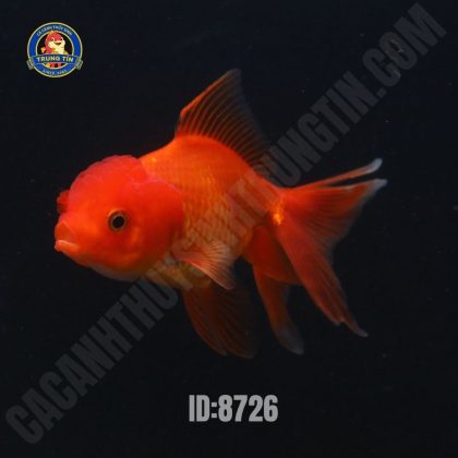Cá ba đuôi mini 4-5cm