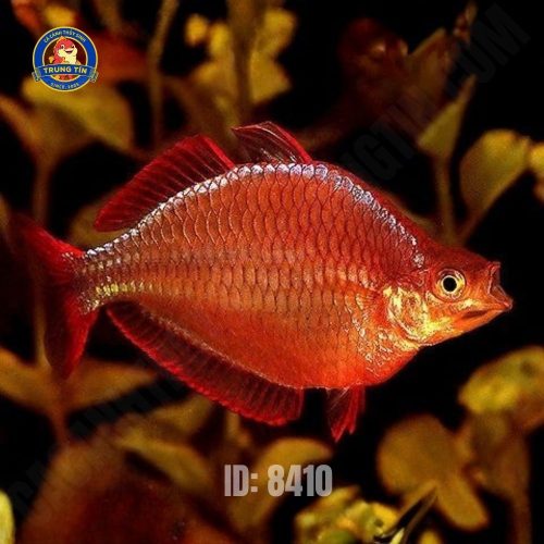 CẦU VỒNG ĐỎ