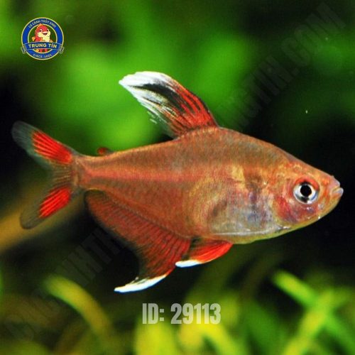 White Fin Tetra - Con
