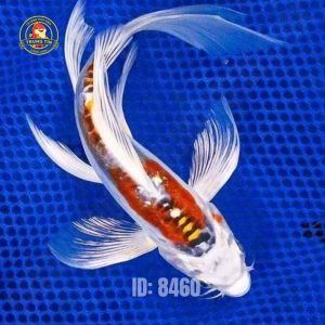 CHÉP KOI - CHÉP NHẬT 150K