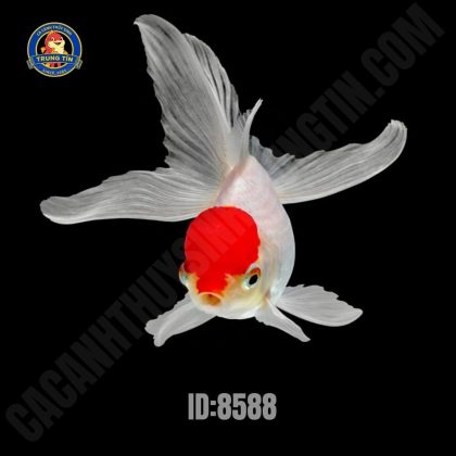 Cá Hạc Đỉnh Hồng (15-17cm)