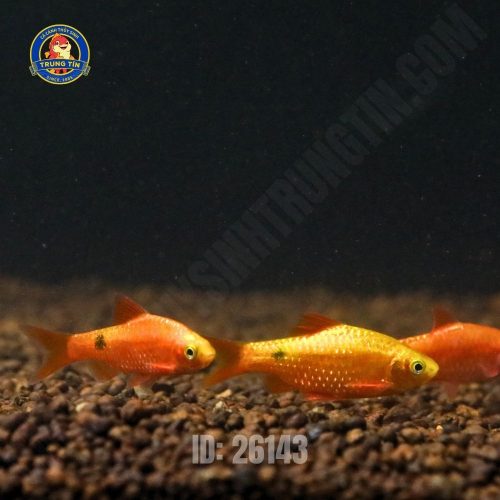 Cá hồng cam vây dài (cá mai quế)