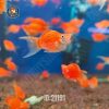 Mỹ Kim Short cối