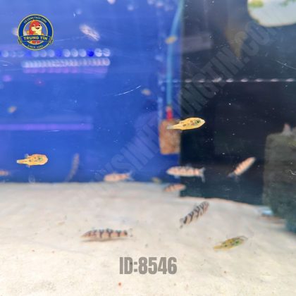 Nóc beo abino