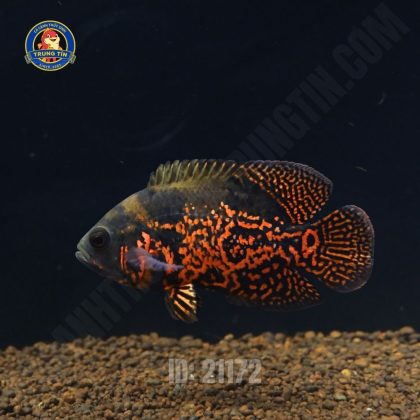 Cá Tai Tượng Châu Phi lớn