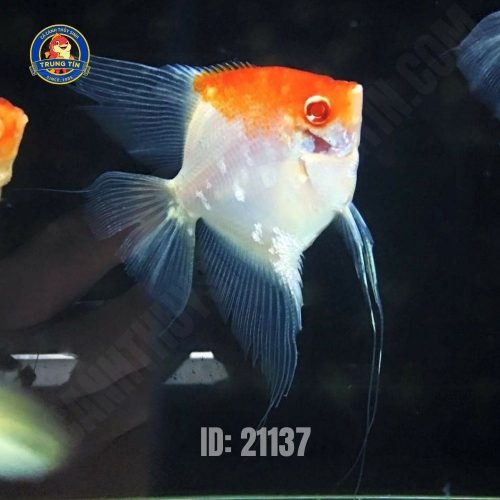 Cá thần tiên koi albino trung (3-4cm - 1.5 ngón)