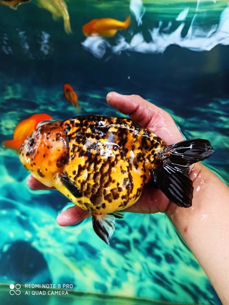 Ranchu calico