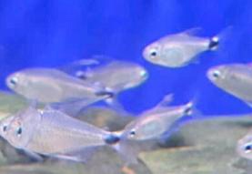 Vefin Tetra