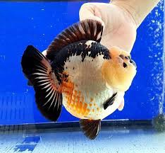 Oranda triclour short