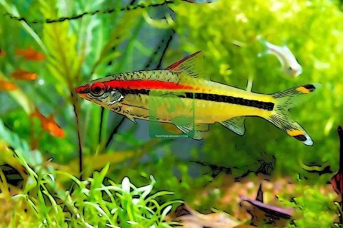 Hồng mi ấn độ cối