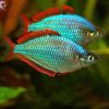 Cầu vồng cối 3-4cm