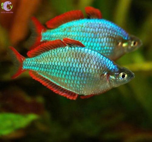 Cầu vồng cối 3-4cm