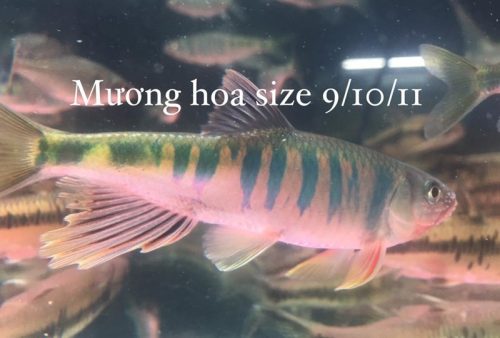 Cá mương hoa
