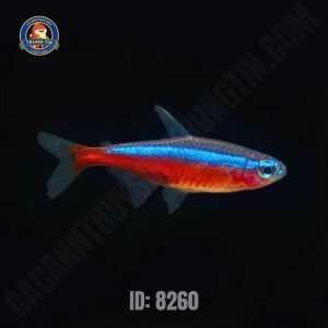Cá cảnh - Hình 1