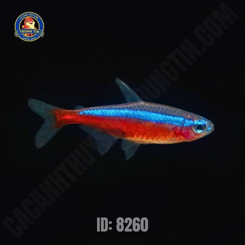 Cá cảnh - Hình 1