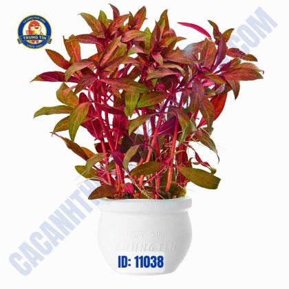 Cây đại hồng huyết thủy sinh chậu - ớt đỏ - Hình 1