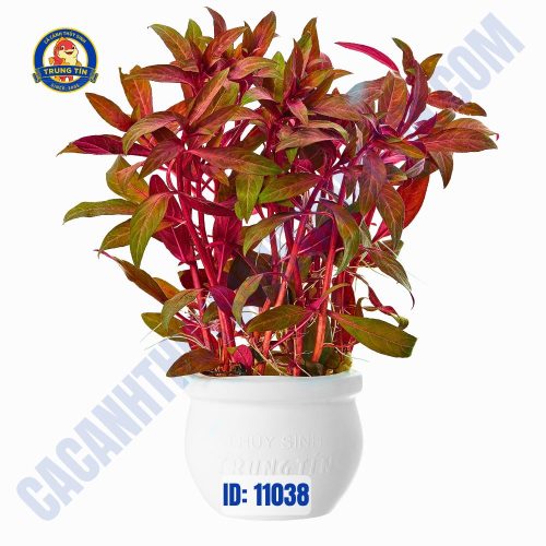 Cây đại hồng huyết thủy sinh chậu - ớt đỏ - Hình 1