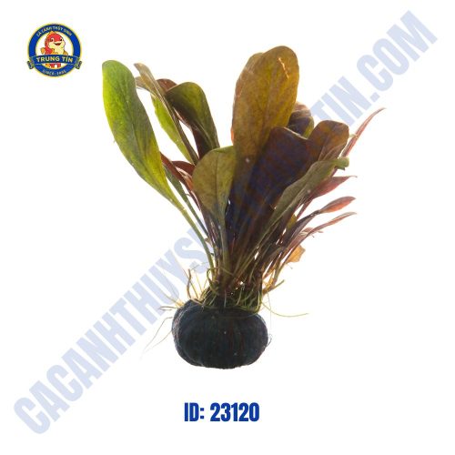 Cây bắp cải đỏ thủy sinh giá thể - Hình 1