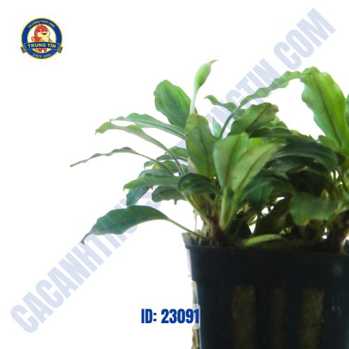 Cây bucep xanh thủy sinh chậu đen random - Hình 1