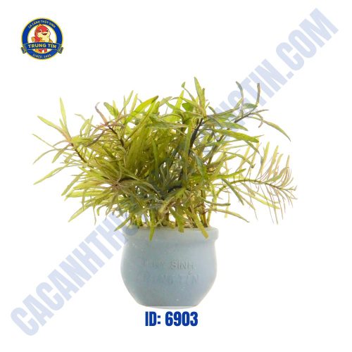 Cây cắt cắm bạch thái dương thủy sinh - Hình 1