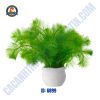Cây công xanh thủy sinh chậu - Hình 1