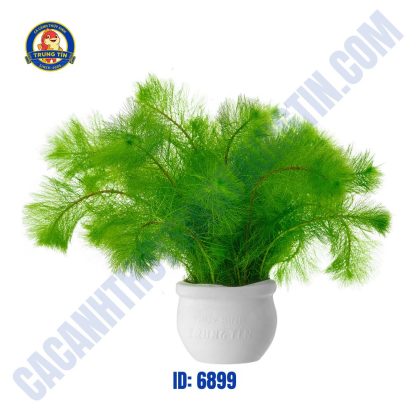 Cây công xanh thủy sinh chậu - Hình 1