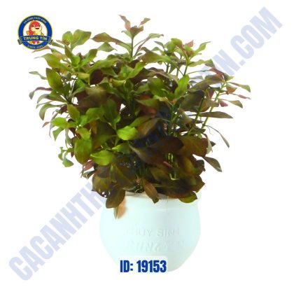 Cây diệp tài hồng lá táo - tân đế - Hình 1
